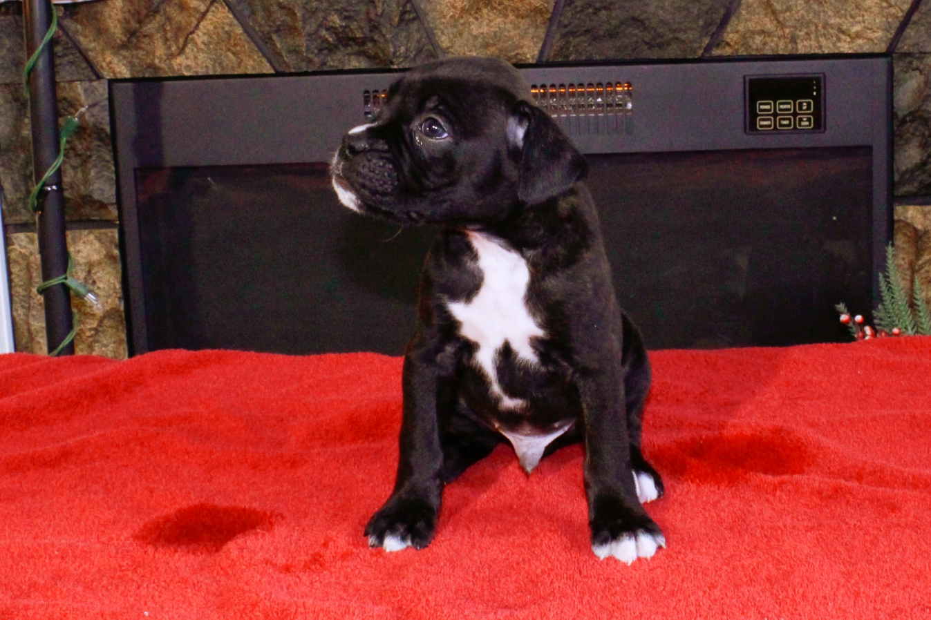 AKC Black Boxer Champion Boxer Puppy For Sale In Texas Boxer Breeder