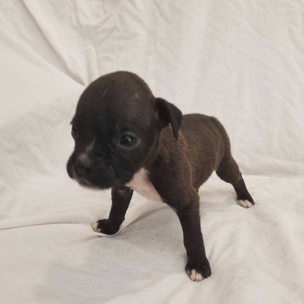 AKC Black Boxer Champion Boxer Puppy For Sale In Texas Boxer Breeder