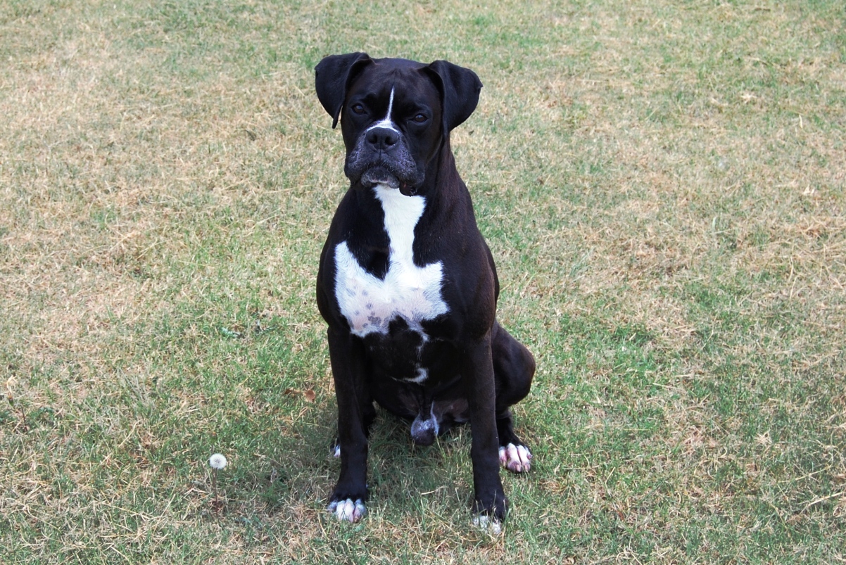 AKC Black Boxer Champion Boxer Puppy For Sale In Texas.