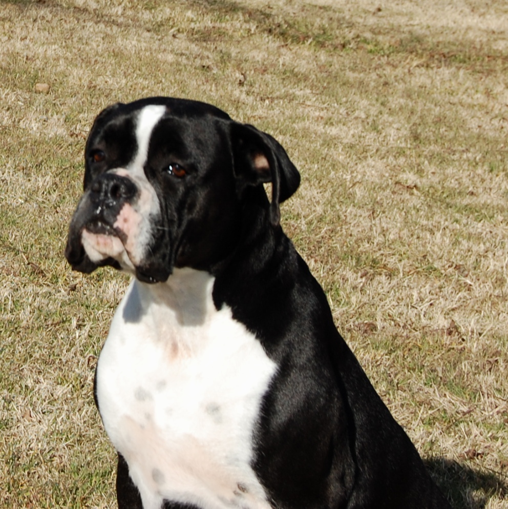 AKC Black Boxer Champion Boxer Puppy For Sale In Texas Boxer Breeder ...