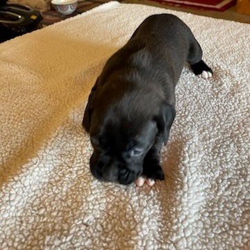 AKC Black Boxer Champion Boxer Puppy For Sale In Texas Boxer Breeder ...