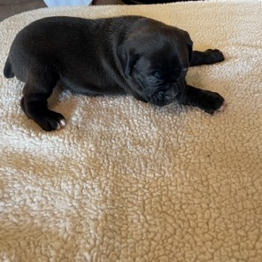 AKC Black Boxer Champion Boxer Puppy For Sale In Texas Boxer Breeder ...