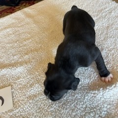 AKC Black Boxer Champion Boxer Puppy For Sale In Texas Boxer Breeder ...