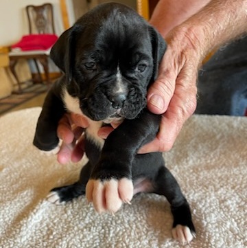 AKC Black Boxer Champion Boxer Puppy For Sale In Texas Boxer Breeder ...