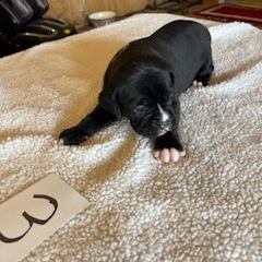 AKC Black Boxer Champion Boxer Puppy For Sale In Texas Boxer Breeder ...