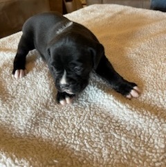 AKC Black Boxer Champion Boxer Puppy For Sale In Texas Boxer Breeder ...