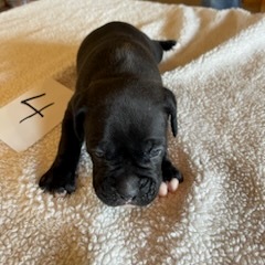 AKC Black Boxer Champion Boxer Puppy For Sale In Texas Boxer Breeder ...