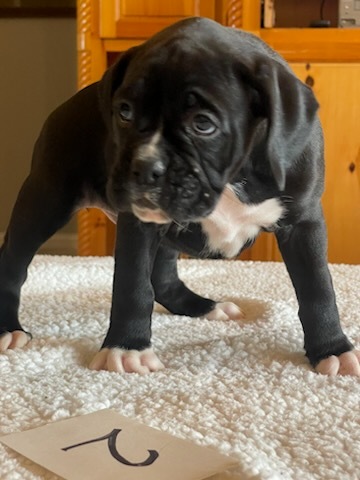 AKC Black Boxer Champion Boxer Puppy For Sale In Texas Boxer Breeder ...