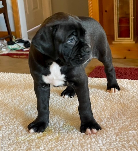 AKC Black Boxer Champion Boxer Puppy For Sale In Texas Boxer Breeder ...