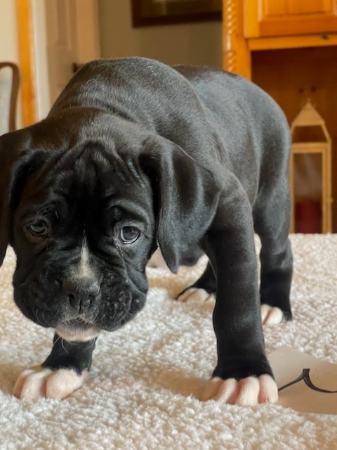 AKC Black Boxer Champion Boxer Puppy For Sale In Texas Boxer Breeder ...