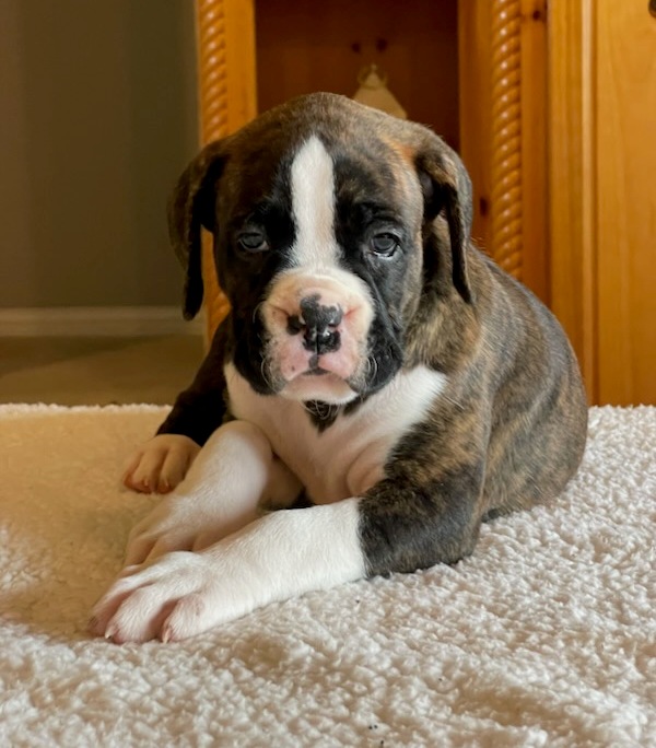 AKC Black Boxer Champion Boxer Puppy For Sale In Texas Boxer Breeder ...