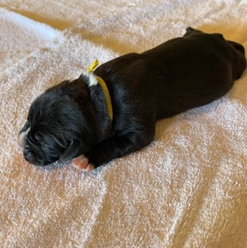 AKC Black Boxer Champion Boxer Puppy For Sale In Texas Boxer Breeder ...