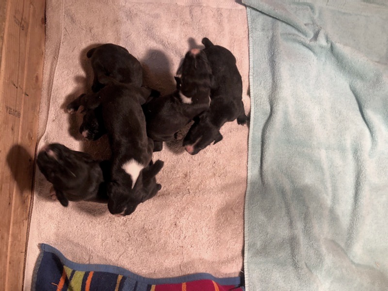 AKC Black Boxer Champion Boxer Puppy For Sale In Texas Boxer Breeder ...