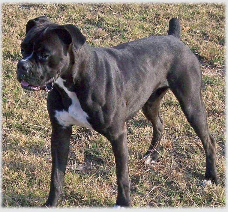 Akc Black Boxer Champion Boxer Puppy For Sale In Texas Boxer Breeder Black Boxer Puppy