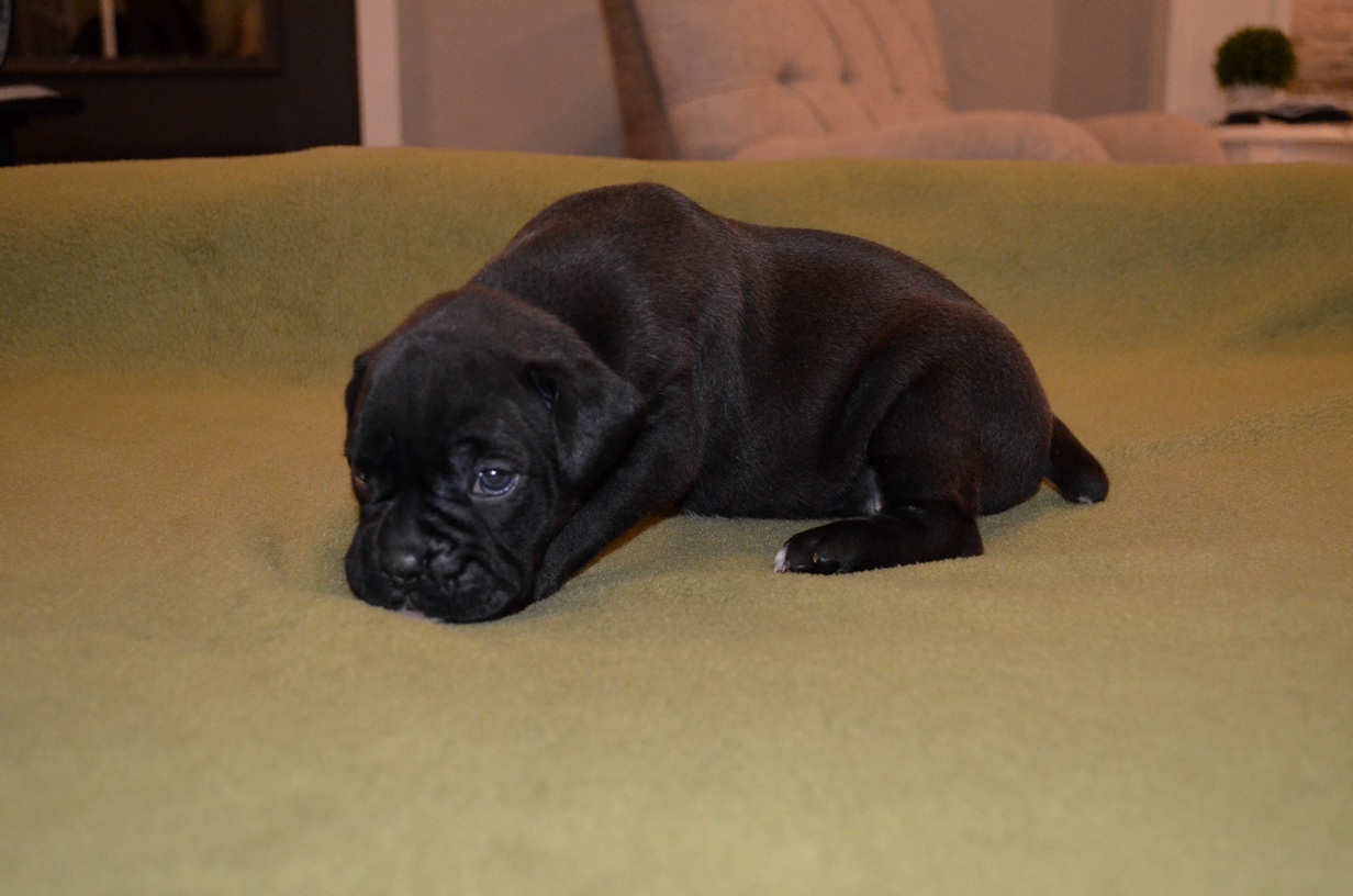 AKC Black Boxer Champion Boxer Puppy For Sale In Texas Boxer Breeder ...