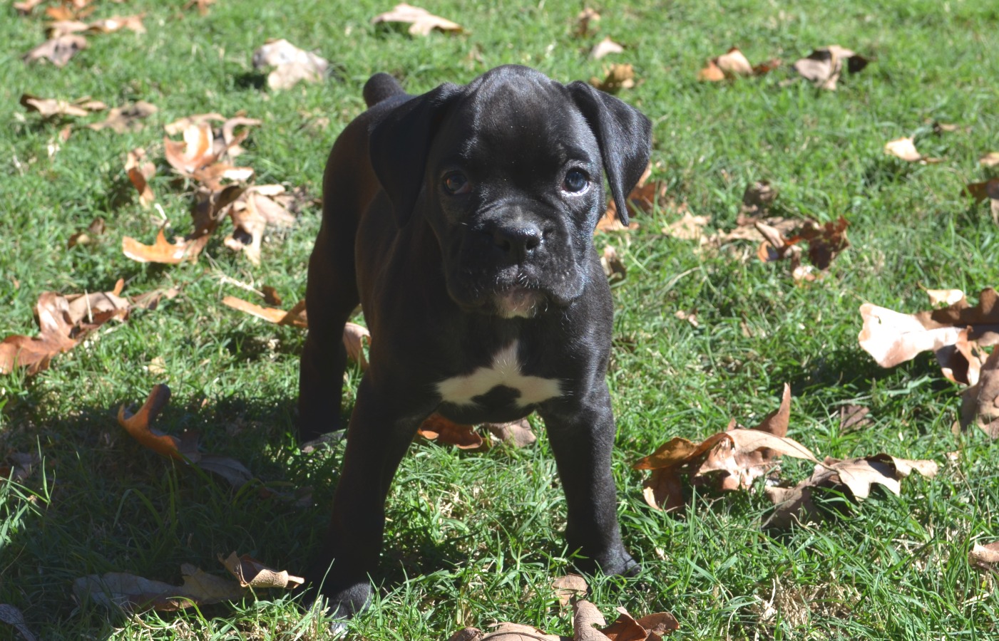 AKC Black Boxer Champion Boxer Puppy For Sale In Texas